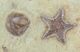 Rare, Cretaceous Starfish (Marocaster) - Large Specimens #48331-1